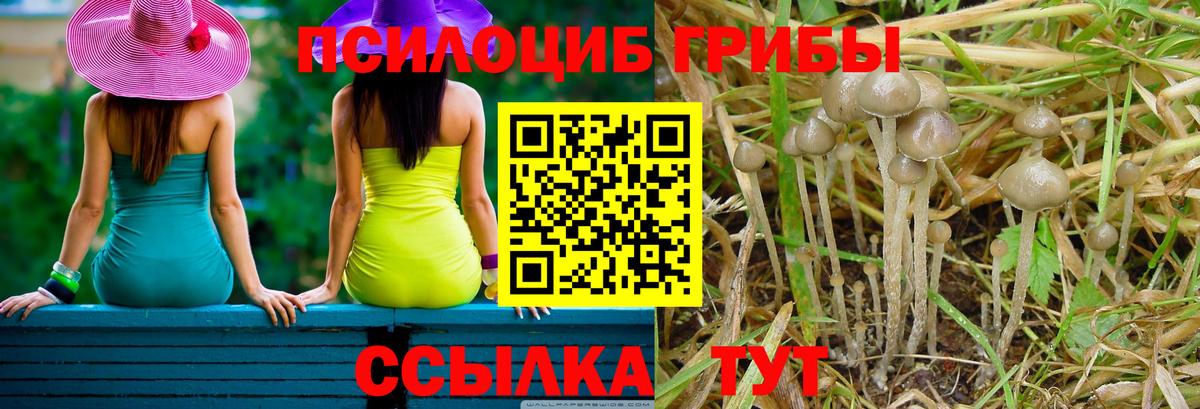 закладки  Нефтеюганск  Псилоцибиновые грибы GOLDEN TEACHER 